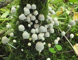 Attēlu rezultāti vaicājumam “Coprinus disseminatus”
