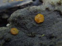 Attēlu rezultāti vaicājumam “Miladina lecithina”