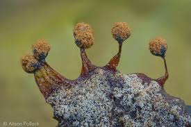 Attēlu rezultāti vaicājumam “Metatrichia floriformis”