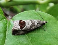 Attēlu rezultāti vaicājumam “Notocelia uddmanniana”