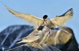 Attēlu rezultāti vaicājumam “Sterna hirundo adult”