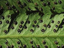 Attēlu rezultāti vaicājumam “Dryopteris carthusiana”