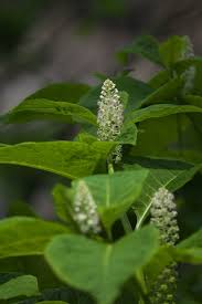 Attēlu rezultāti vaicājumam “Phytolacca acinosa leaf”