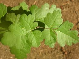 Attēlu rezultāti vaicājumam “Saussurea esthonica leaf”