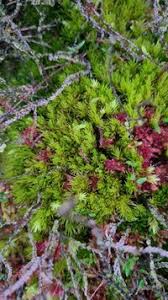 Attēlu rezultāti vaicājumam “Dicranum undulatum”