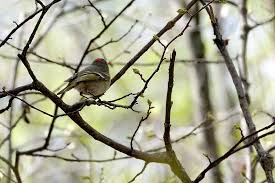 Attēlu rezultāti vaicājumam “Regulus regulus adult”