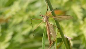 Attēlu rezultāti vaicājumam “Tipulidae male”