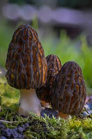 Attēlu rezultāti vaicājumam “Morchella sp.”