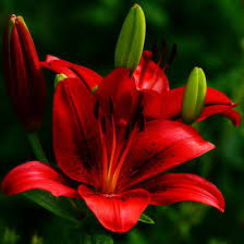 Image result for Lilie