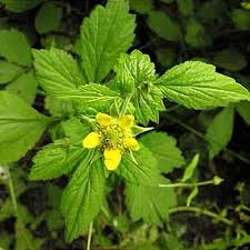 Attēlu rezultāti vaicājumam “Geum urbanum leaf”