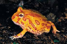 Image result for Ceratophrys ornata