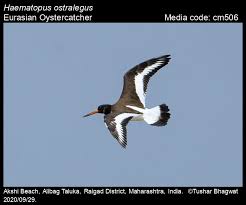 Attēlu rezultāti vaicājumam “Haematopus ostralegus adult”