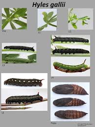 Attēlu rezultāti vaicājumam “Hyles gallii imago”
