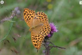 Attēlu rezultāti vaicājumam “Argynnis paphia underside”