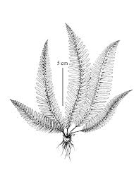 Attēlu rezultāti vaicājumam “Blechnum spicant”