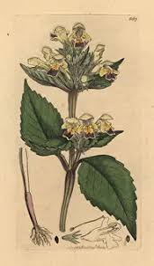 Attēlu rezultāti vaicājumam “Galeopsis speciosa”