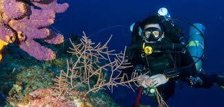 Image result for innerspace divers