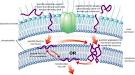 due to <b>cationic peptide</b>