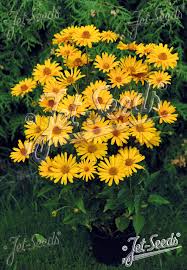 Image result for Heliopsis scabra