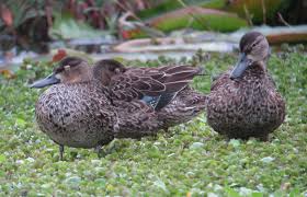 Image result for Anas discors