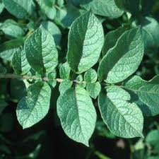 Attēlu rezultāti vaicājumam “Solanum tuberosum leaf”