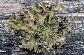 Attēlu rezultāti vaicājumam “Tuckermannopsis chlorophylla”