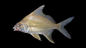 Image result for Eugerres plumieri