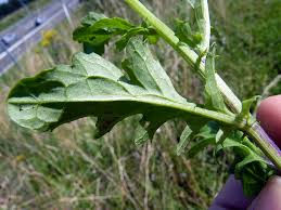 Attēlu rezultāti vaicājumam “Jacobaea vulgaris leaf”