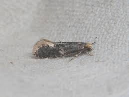 Attēlu rezultāti vaicājumam “Monopis weaverella”