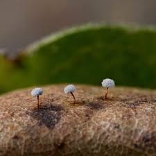 Attēlu rezultāti vaicājumam “Physarum, Nannengaella sp.”