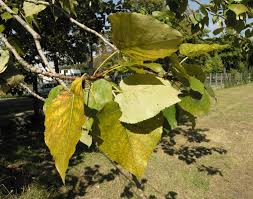 Attēlu rezultāti vaicājumam “Populus laurifolia”