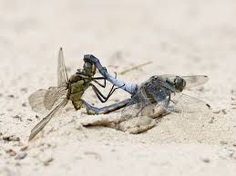 Attēlu rezultāti vaicājumam “Orthetrum cancellatum”