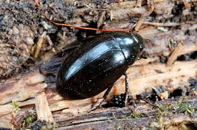 Attēlu rezultāti vaicājumam “Hydrochara caraboides”