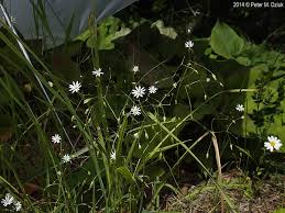 Attēlu rezultāti vaicājumam “Stellaria graminea”