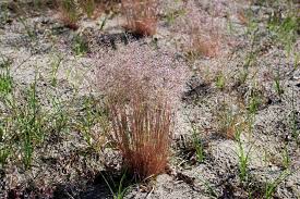 Attēlu rezultāti vaicājumam “Corynephorus canescens”
