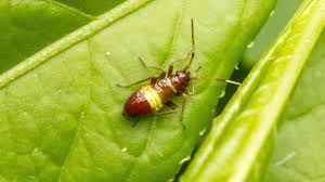 Attēlu rezultāti vaicājumam “Closterotomus biclavatus”