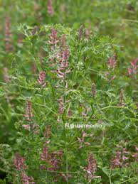 Image result for Fumaria officinalis