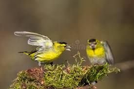 Attēlu rezultāti vaicājumam “Carduelis spinus male”