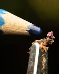 Attēlu rezultāti vaicājumam “Arcyria denudata stalked”