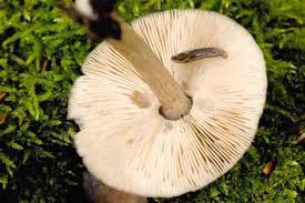 Attēlu rezultāti vaicājumam “Pluteus umbrosus”