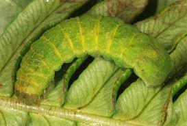 Attēlu rezultāti vaicājumam “Phlogophora meticulosa”