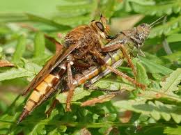Attēlu rezultāti vaicājumam “Asilus crabroniformis”