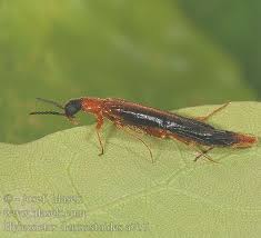 Attēlu rezultāti vaicājumam “Hylecoetus dermestoides”