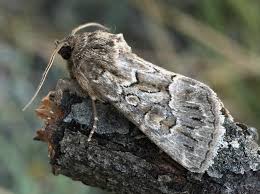 Attēlu rezultāti vaicājumam “Thalpophila matura”