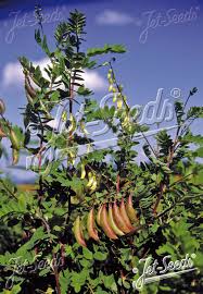 Attēlu rezultāti vaicājumam “Astragalus arenarius fruit”