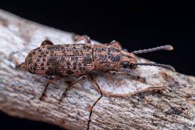 Attēlu rezultāti vaicājumam “Anthribidae”