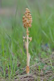 Attēlu rezultāti vaicājumam “Neottia nidus-avis”