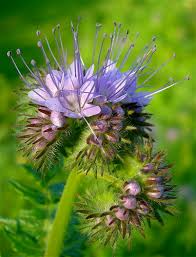 Attēlu rezultāti vaicājumam “Phacelia tanacetifolia”