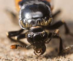 Attēlu rezultāti vaicājumam “Nicrophorus vespillo”