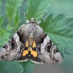 Attēlu rezultāti vaicājumam “Catocala fulminea”